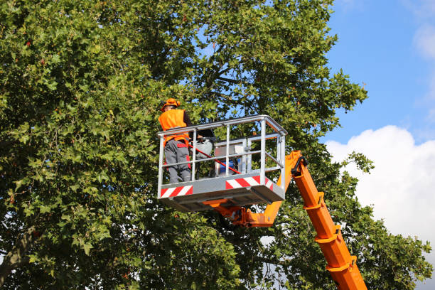 Best Tree Preservation Services  in Prairieville, LA